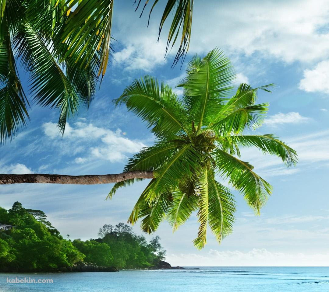 Palm trees BeatchのAndroidの壁紙(1080px x 960px) スマホ用