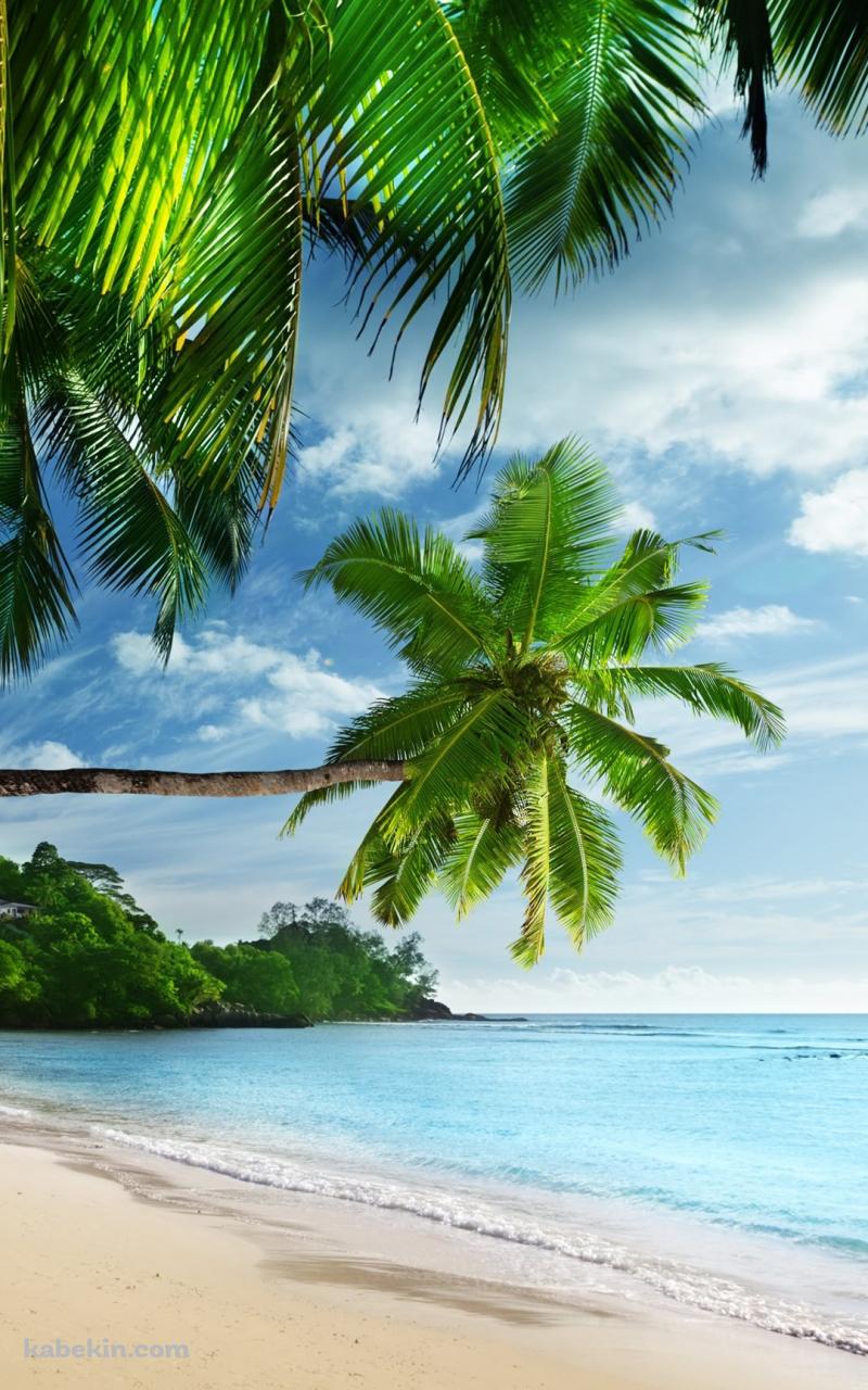 Palm trees BeatchのAndroidの壁紙(800px x 1280px) スマホ用