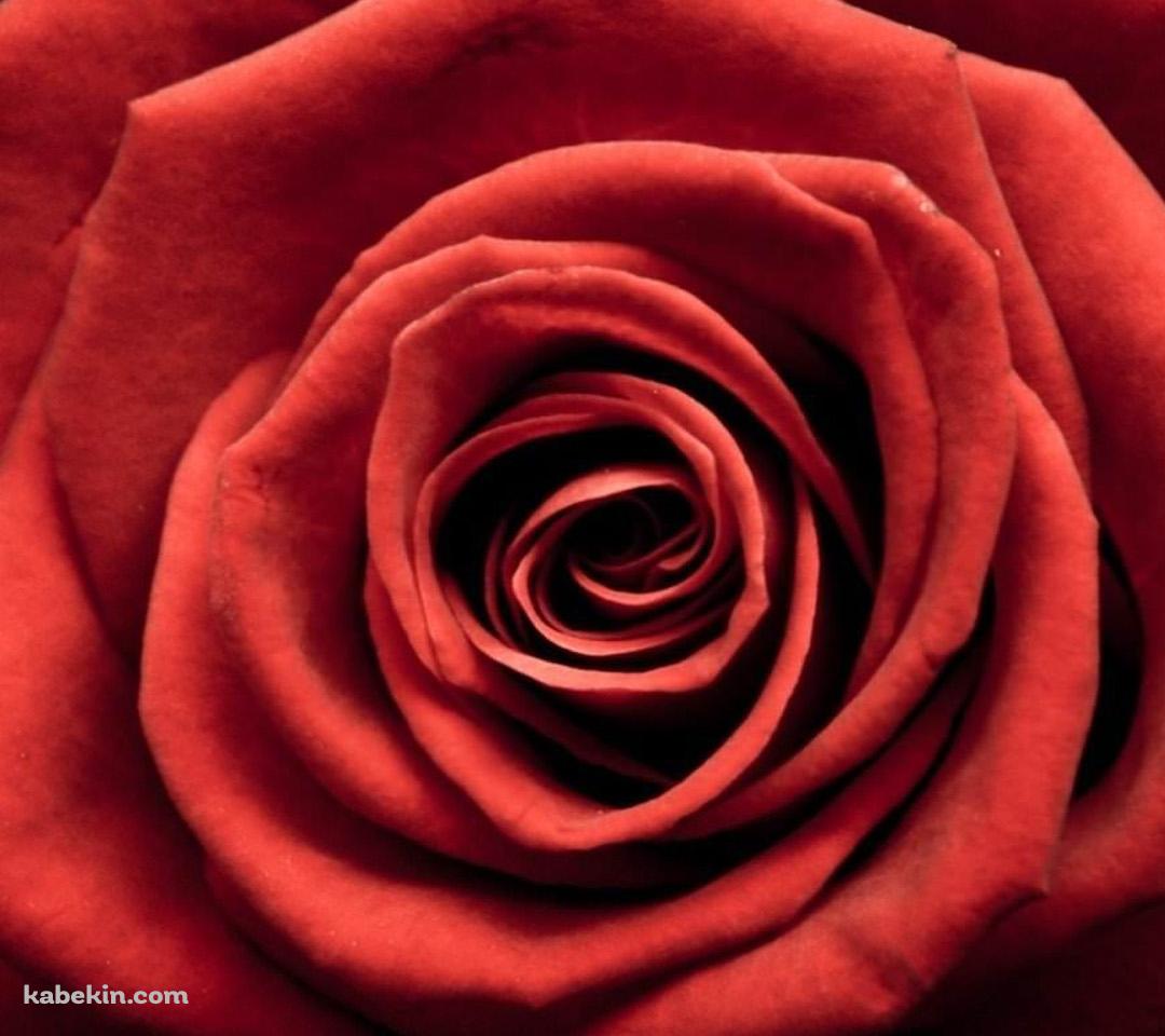 赤いバラ ROSEのAndroidの壁紙(1080px x 960px) スマホ用