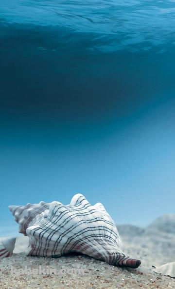 SeashellのAndroidの壁紙(360px x 592px) スマホ用