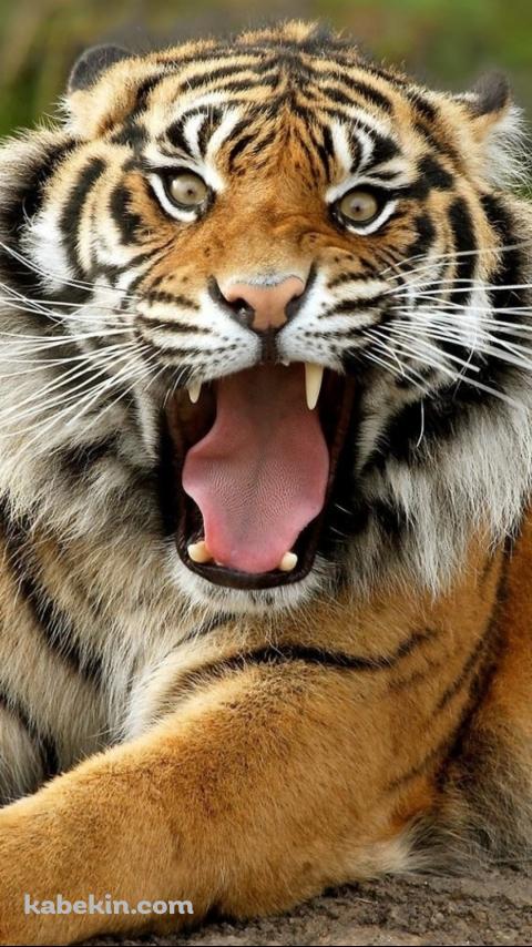 威嚇するベンガル虎のAndroidの壁紙(480px x 854px) スマホ用