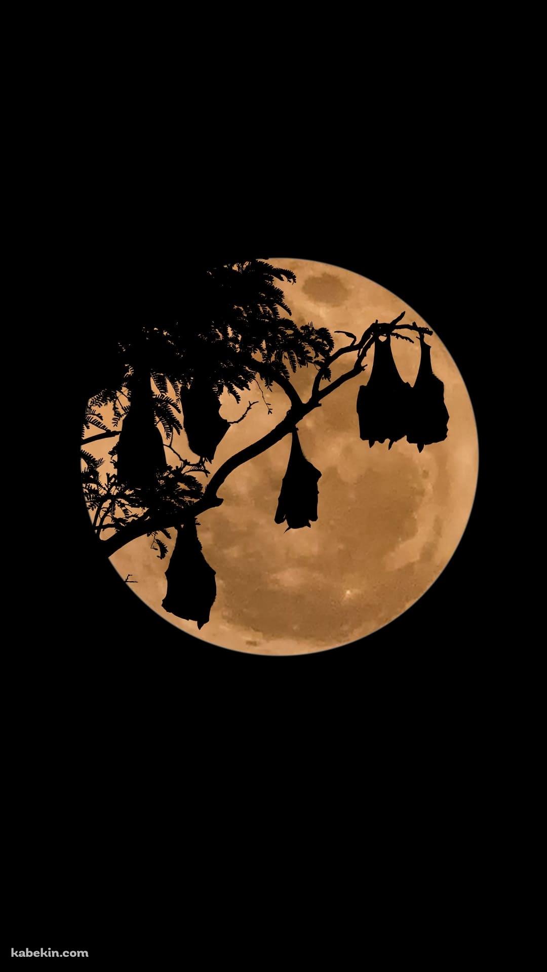 ハロウィン 黒いカボチャ コウモリのAndroidの壁紙(1080px x 1920px) スマホ用