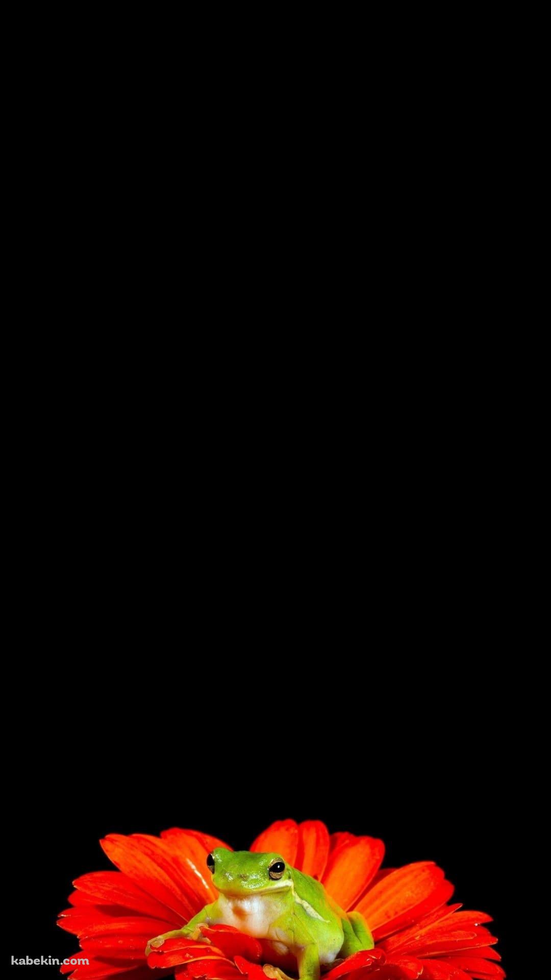 赤い花と緑のカエルのAndroidの壁紙(1080px x 1920px) スマホ用