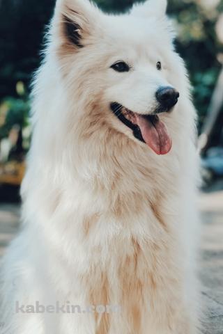 サモエドのAndroidの壁紙(320px x 480px) スマホ用