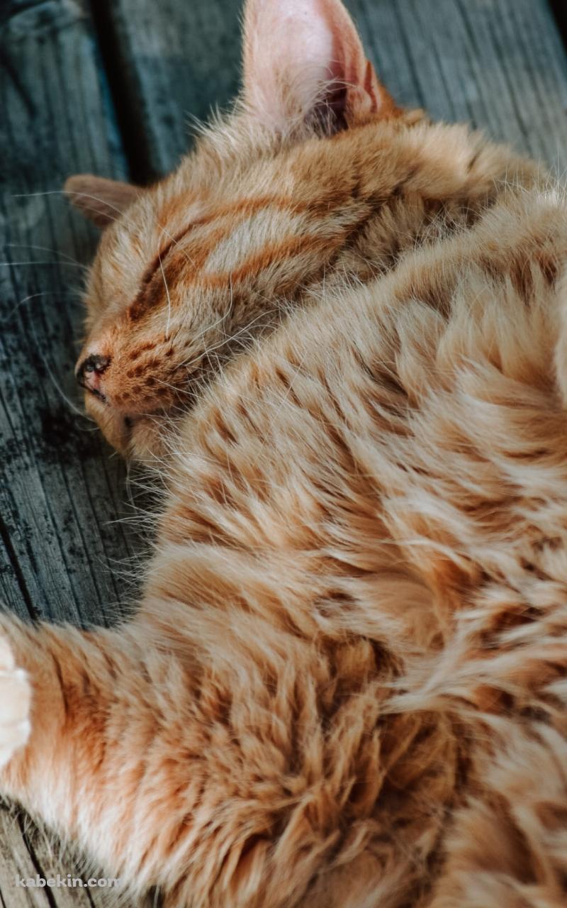 床で寝る茶色い猫のAndroidの壁紙(800px x 1280px) スマホ用