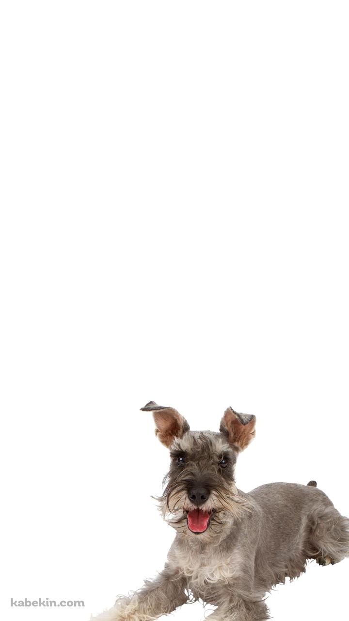 ミニチュア・シュナウザー 犬のAndroidの壁紙(720px x 1280px) スマホ用