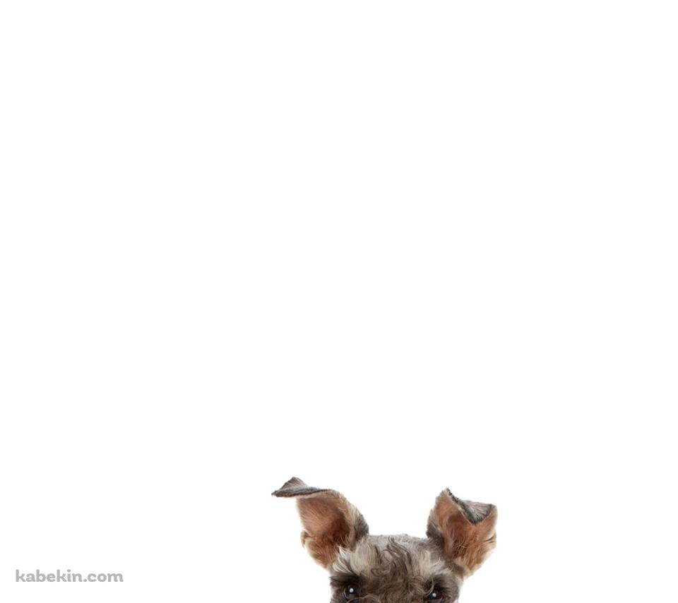 ミニチュア・シュナウザー 犬のAndroidの壁紙(960px x 854px) スマホ用