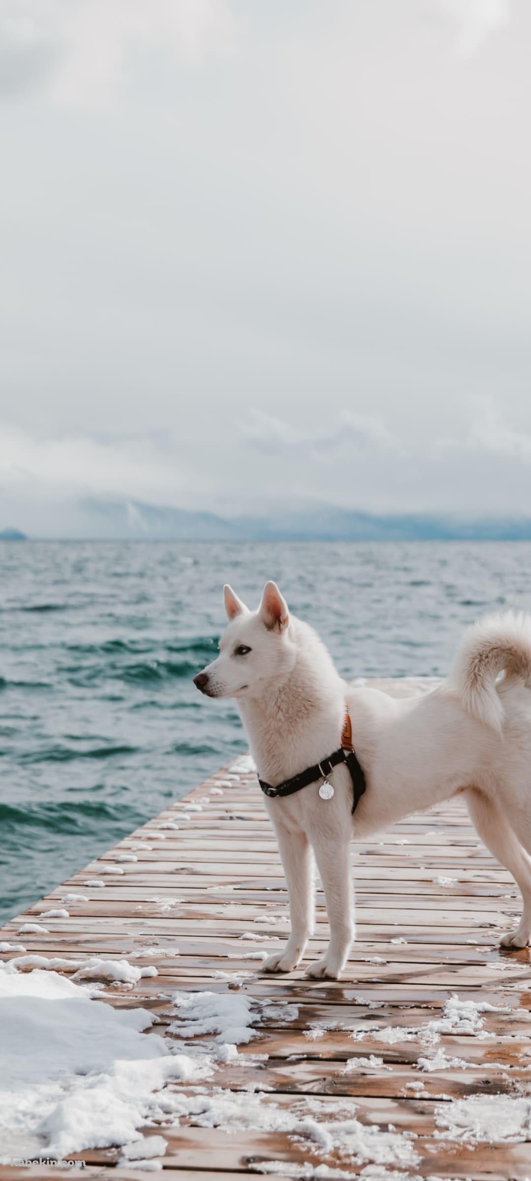 白い犬と海のAndroidの壁紙(1080px x 2400px) スマホ用