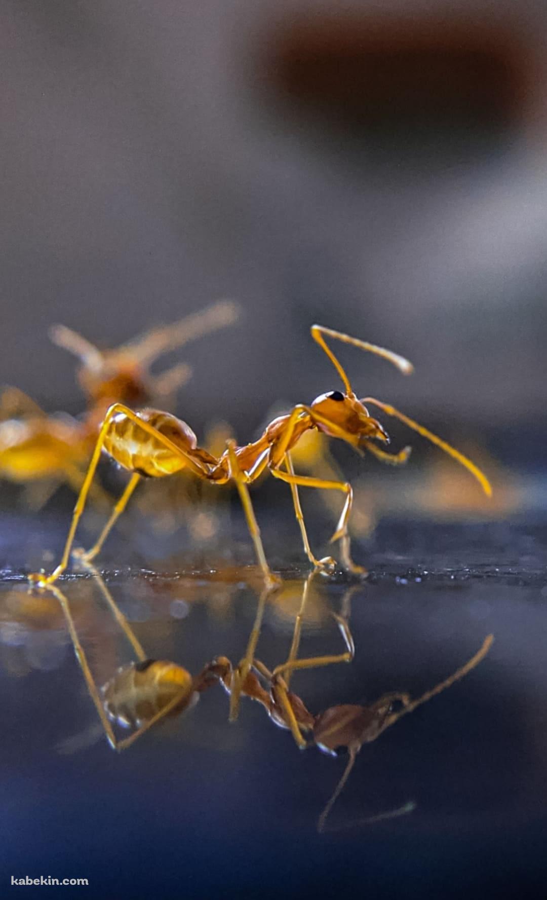 透明の黄色い蟻のAndroidの壁紙(1080px x 1776px) スマホ用