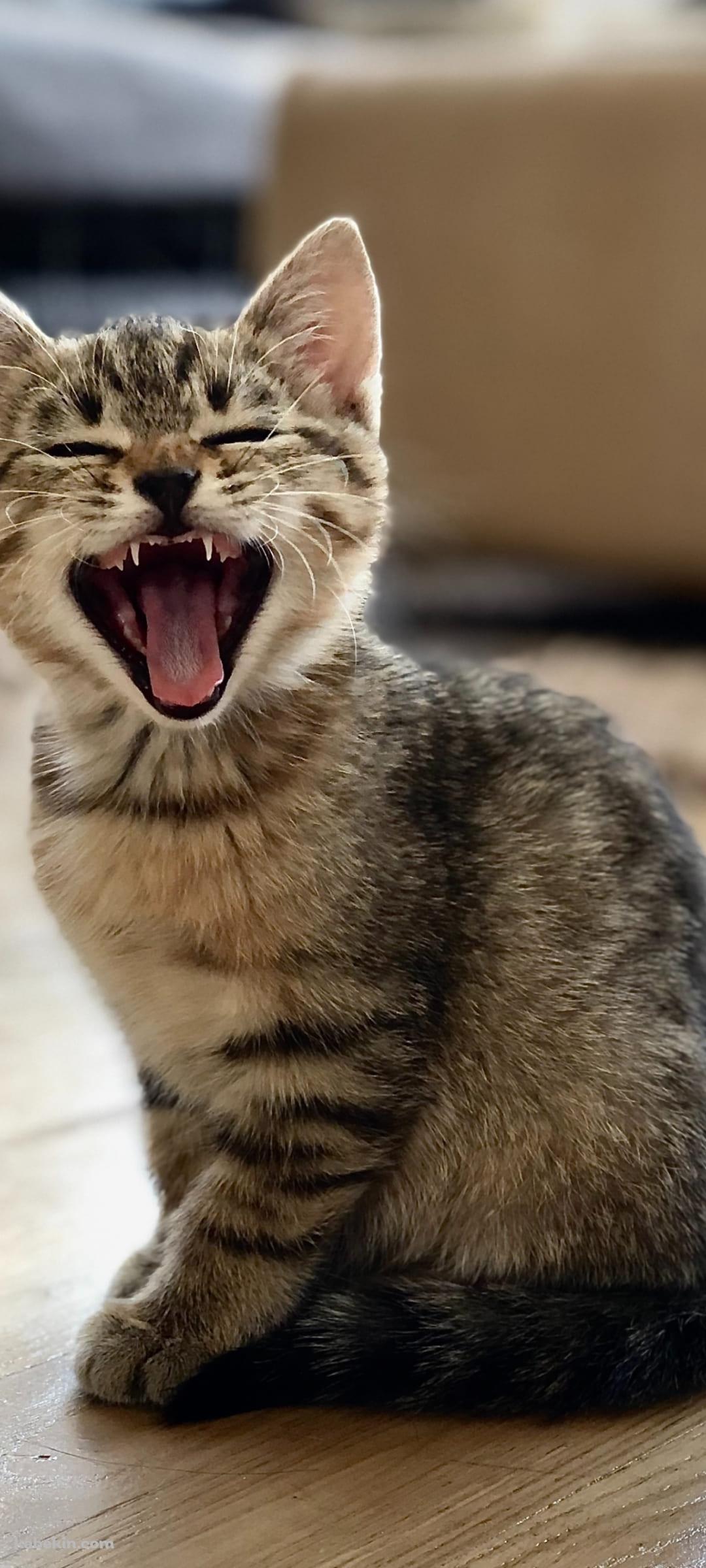 あくびをするかわいい子猫のAndroidの壁紙(1080px x 2400px) スマホ用