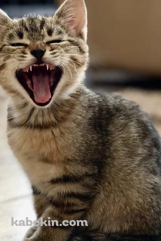 あくびをするかわいい子猫のAndroidの壁紙(320px x 480px) スマホ用
