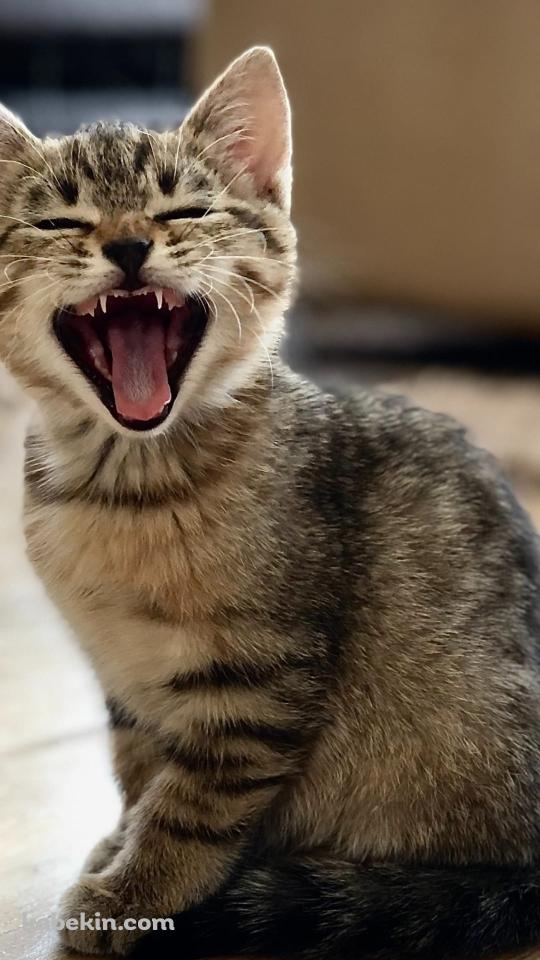 あくびをするかわいい子猫のAndroidの壁紙(540px x 960px) スマホ用