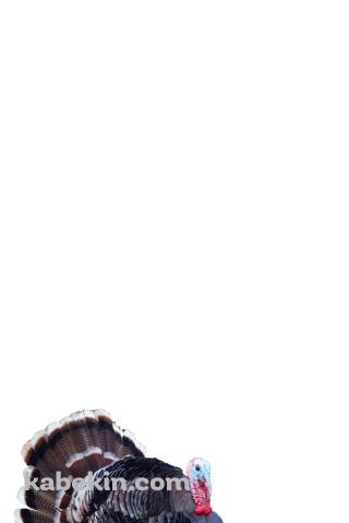 シチメンチョウのAndroidの壁紙(320px x 480px) スマホ用