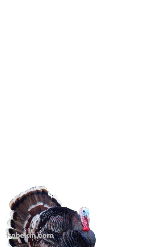 シチメンチョウのAndroidの壁紙(480px x 800px) スマホ用