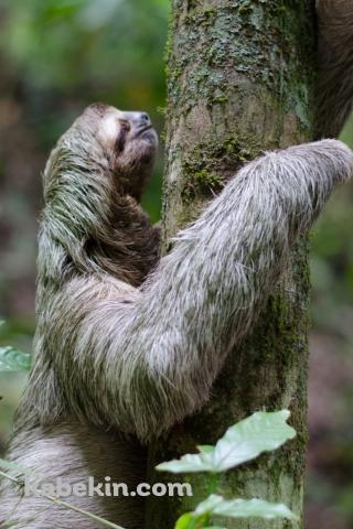 木を登るナマケモノのAndroidの壁紙(320px x 480px) スマホ用