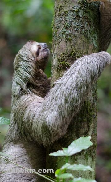 木を登るナマケモノのAndroidの壁紙(360px x 592px) スマホ用