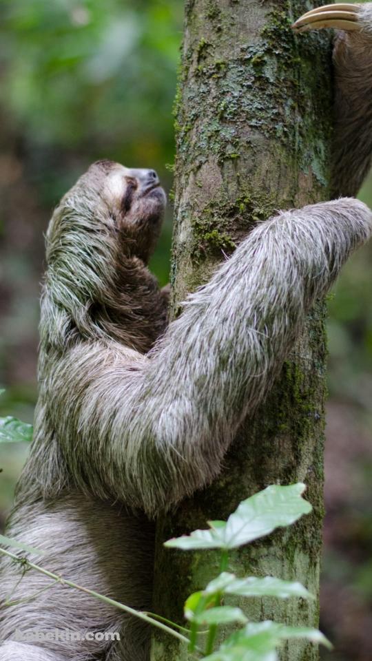 木を登るナマケモノのAndroidの壁紙(540px x 960px) スマホ用