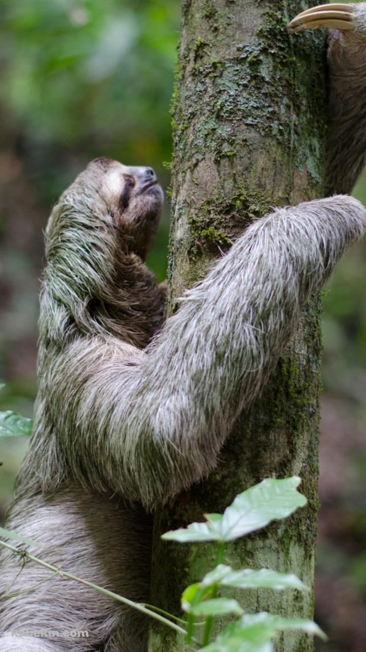 木を登るナマケモノのAndroidの壁紙(720px x 1280px) スマホ用