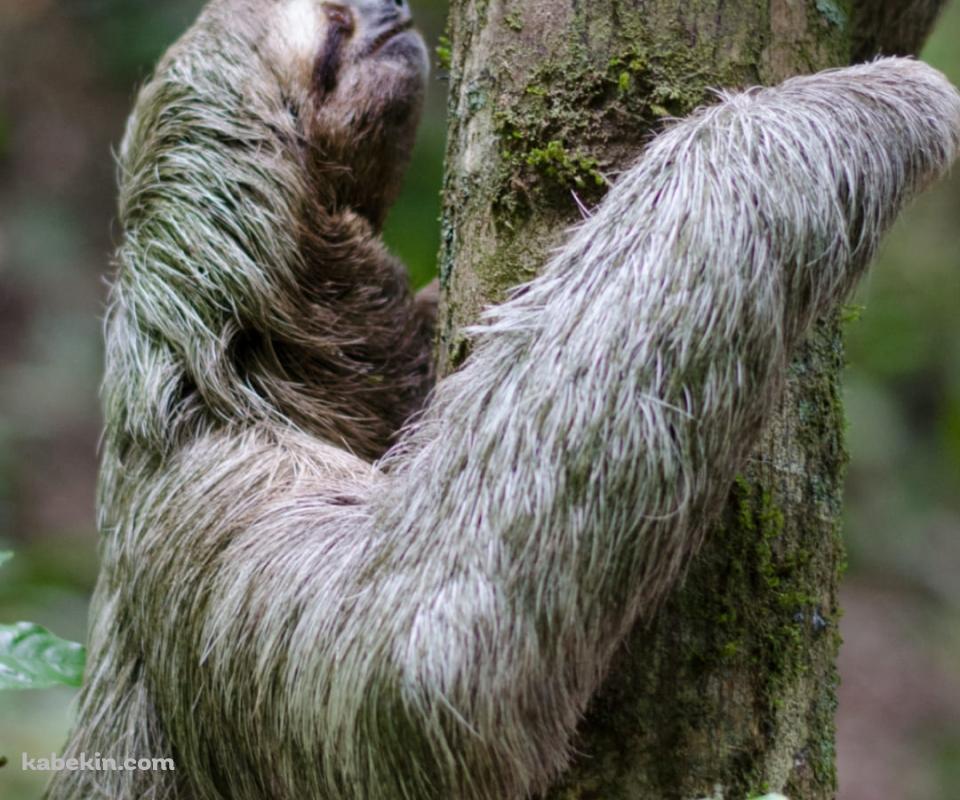 木を登るナマケモノのAndroidの壁紙(960px x 800px) スマホ用