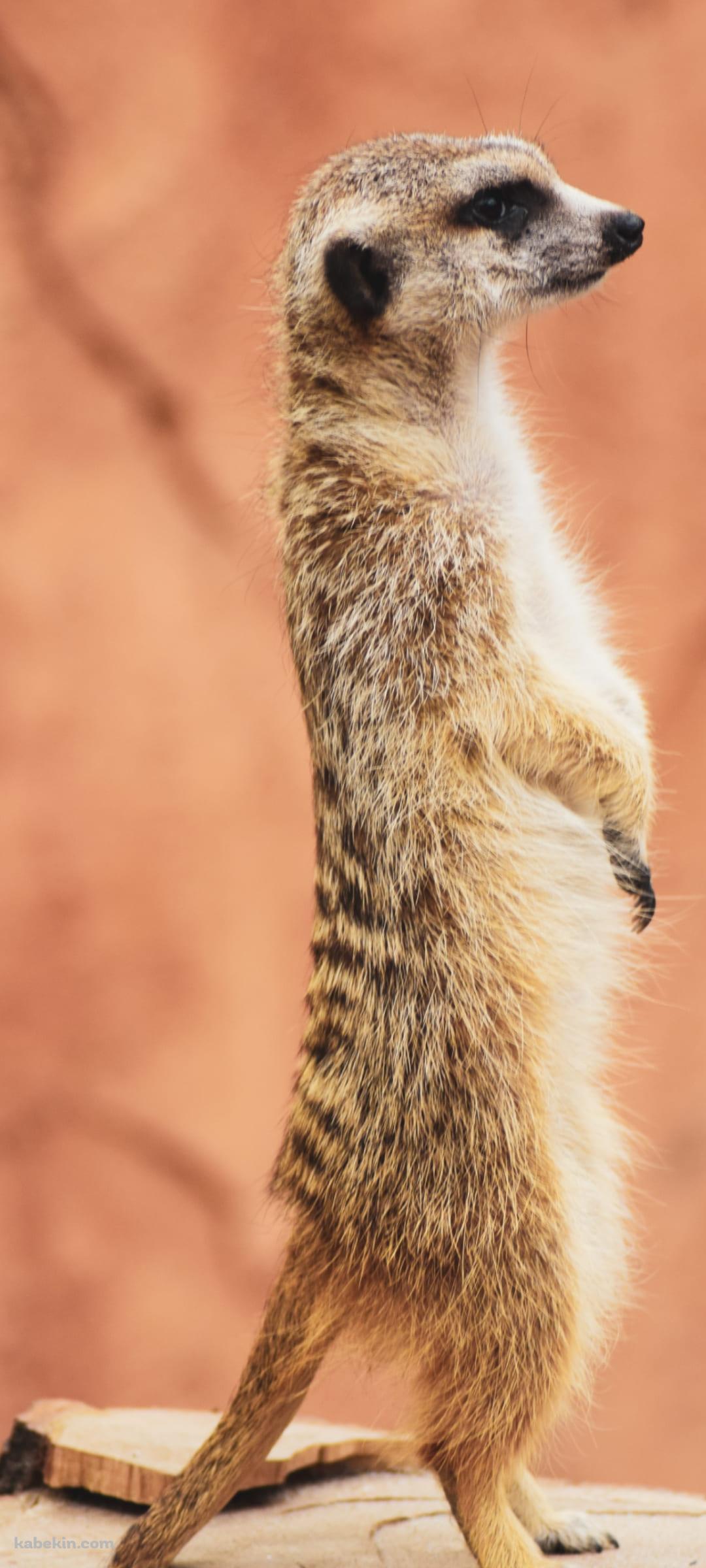 ミーアキャット　4枚 iStock-