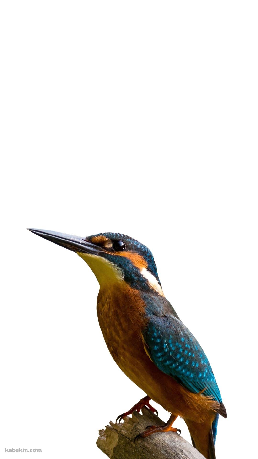カワセミのAndroidの壁紙(1080px x 1920px) スマホ用