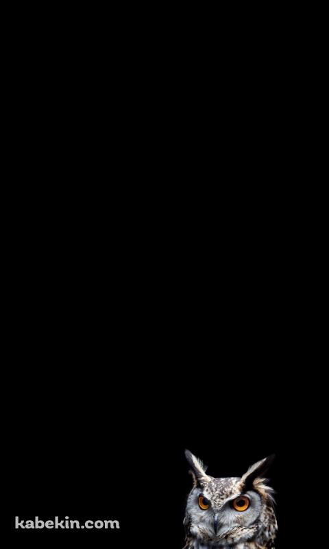 かっこいいフクロウのAndroidの壁紙(480px x 800px) スマホ用