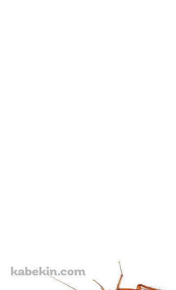 ゴキブリのAndroidの壁紙(360px x 592px) スマホ用