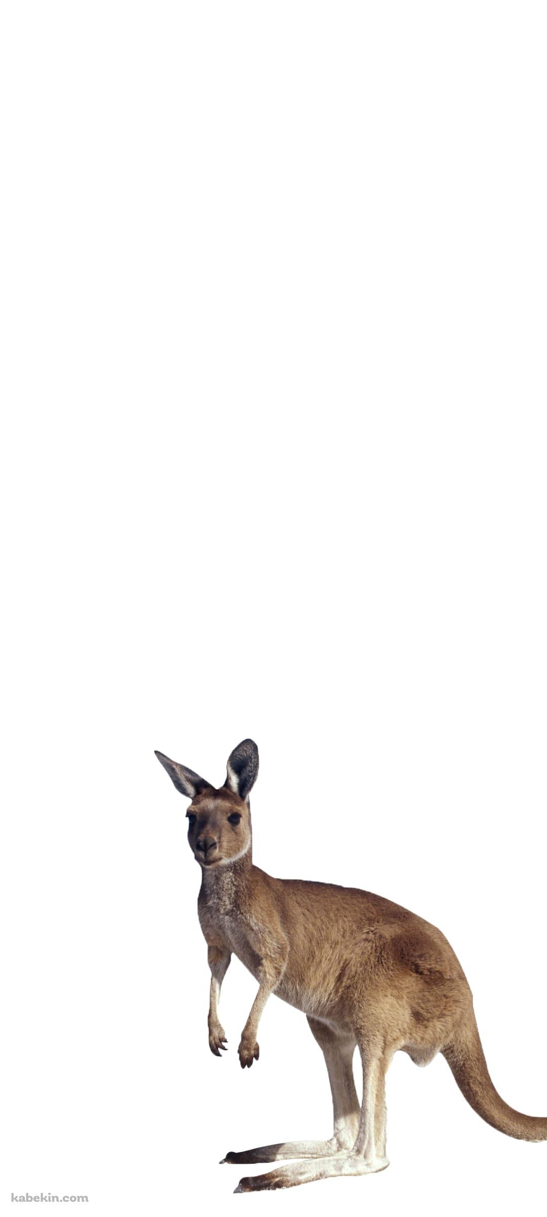 カンガルーのAndroidの壁紙(1080px x 2400px) スマホ用