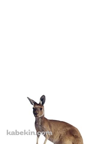 カンガルーのAndroidの壁紙(320px x 480px) スマホ用