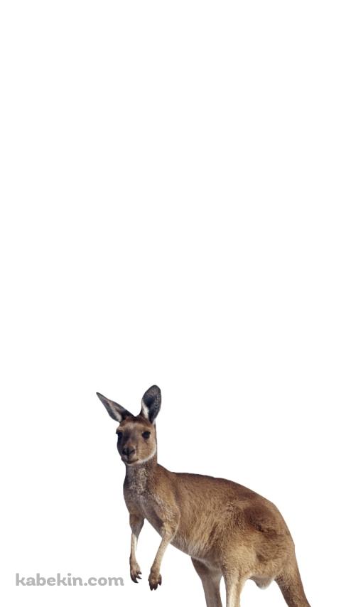 カンガルーのAndroidの壁紙(480px x 854px) スマホ用