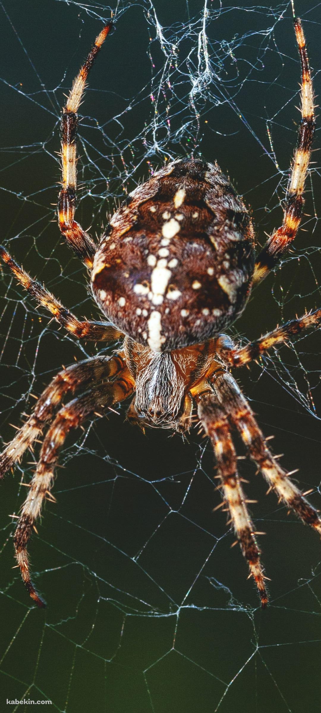 でっぷりした蜘蛛のAndroidの壁紙(1080px x 2400px) スマホ用