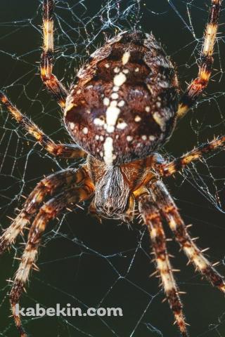 でっぷりした蜘蛛のAndroidの壁紙(320px x 480px) スマホ用