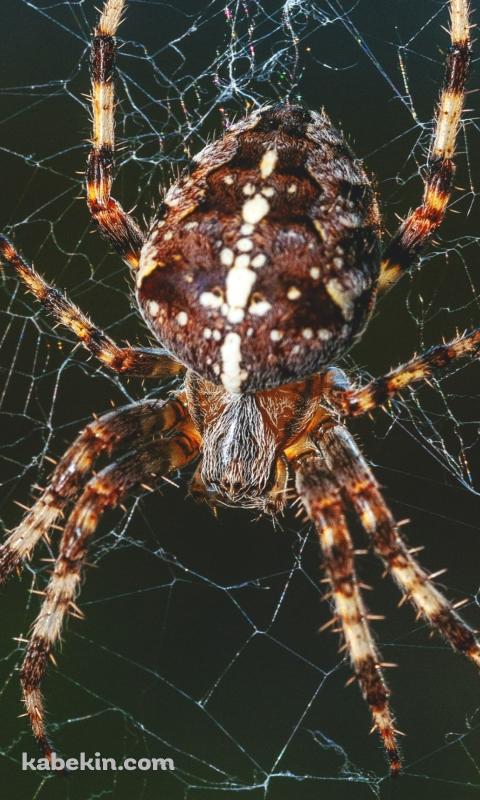 でっぷりした蜘蛛のAndroidの壁紙(480px x 800px) スマホ用