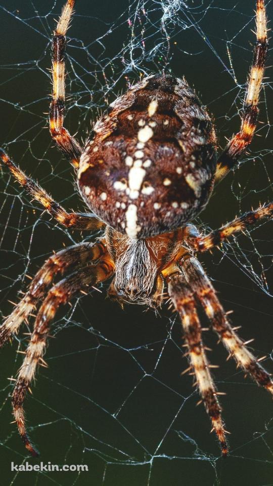 でっぷりした蜘蛛のAndroidの壁紙(540px x 960px) スマホ用