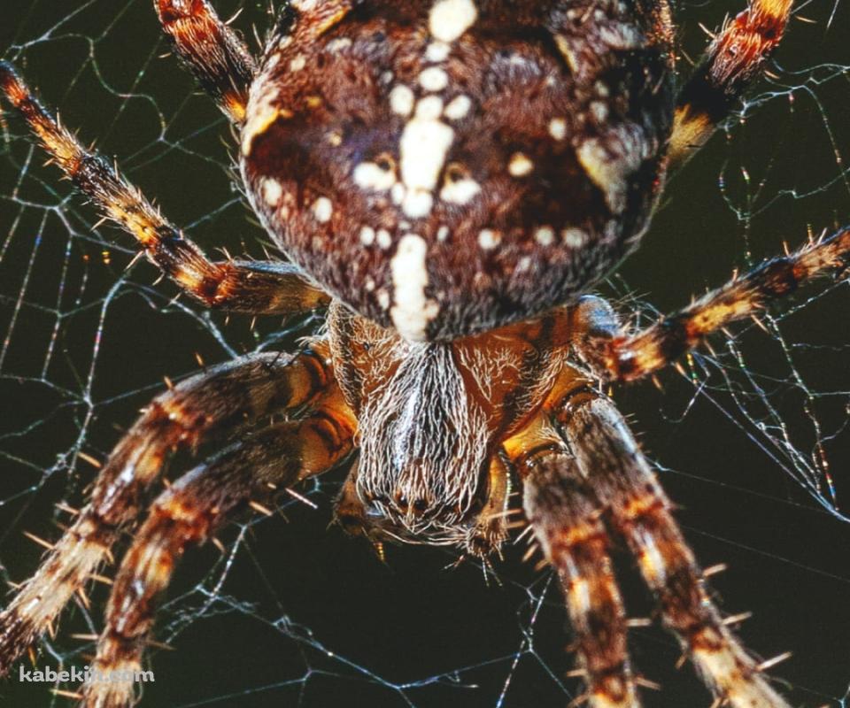 でっぷりした蜘蛛のAndroidの壁紙(960px x 800px) スマホ用