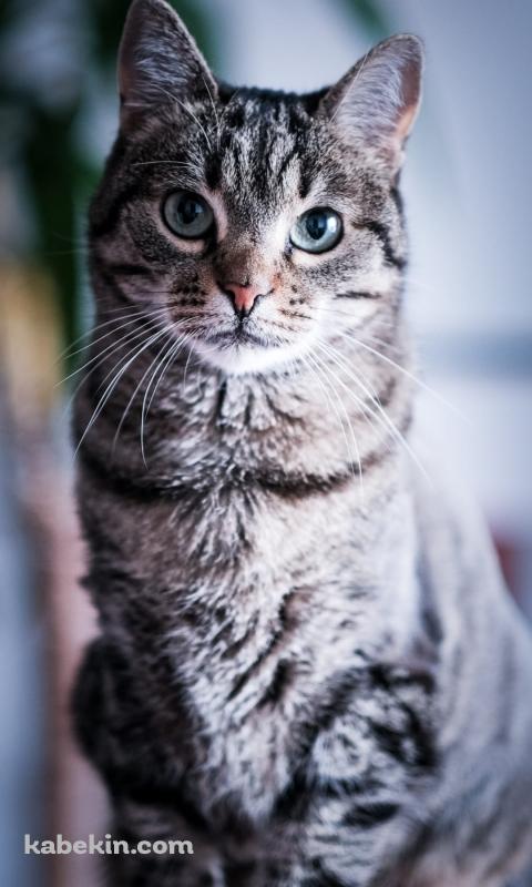 真っすぐ正面を見つめる凛々しい猫のAndroidの壁紙(480px x 800px) スマホ用