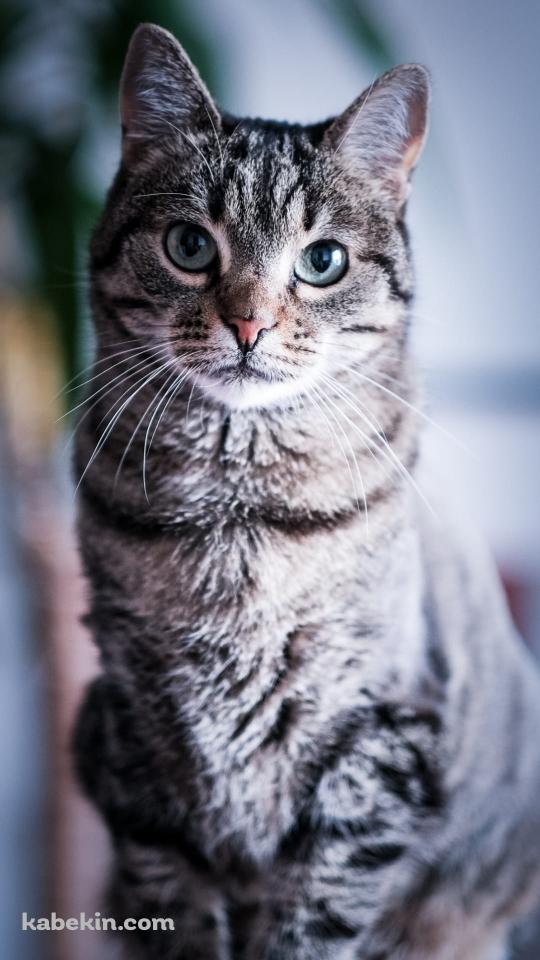 真っすぐ正面を見つめる凛々しい猫のAndroidの壁紙(540px x 960px) スマホ用