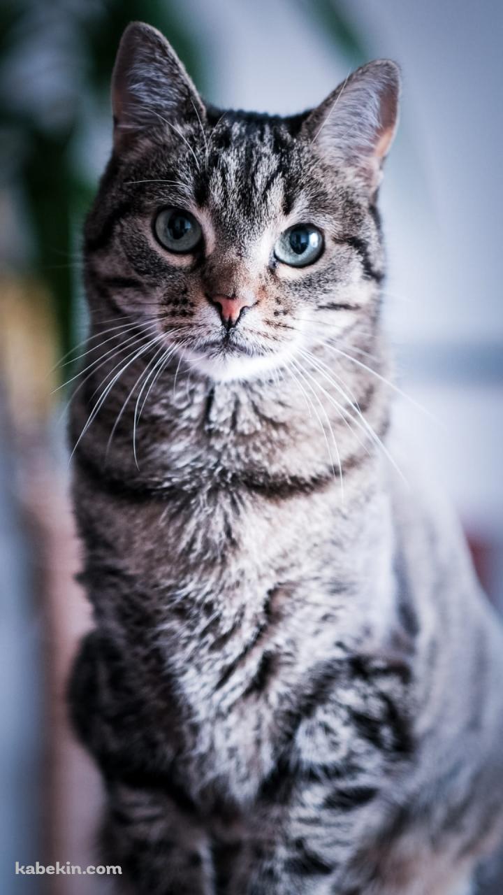 真っすぐ正面を見つめる凛々しい猫のAndroidの壁紙(720px x 1280px) スマホ用