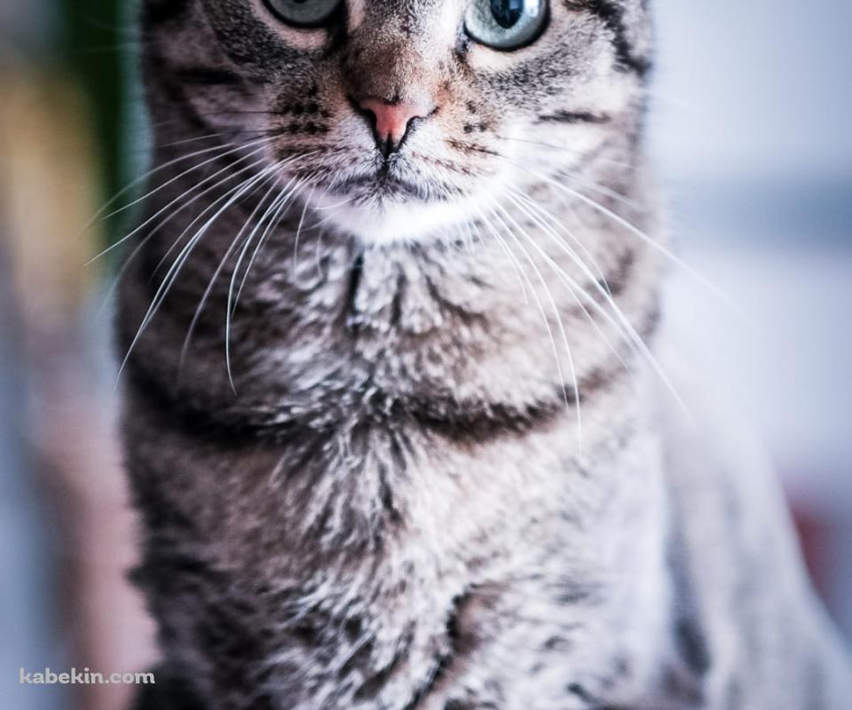 真っすぐ正面を見つめる凛々しい猫のAndroidの壁紙(960px x 800px) スマホ用