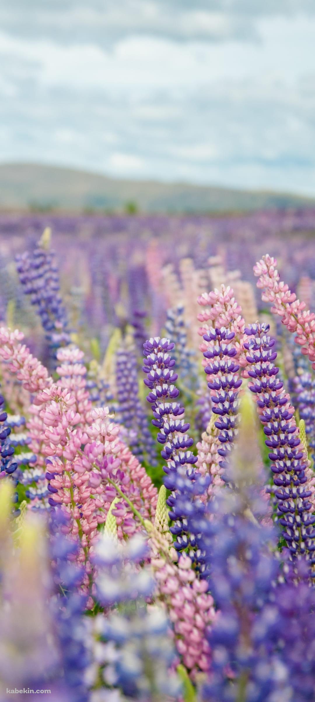 紫のルピナス畑のAndroidの壁紙(1080px x 2400px) スマホ用