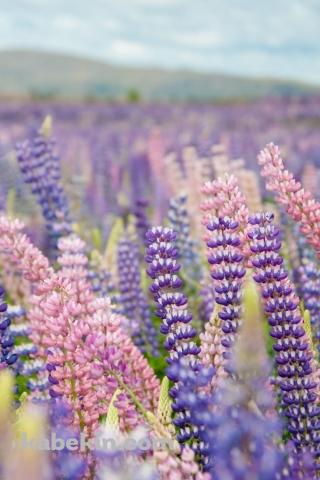 紫のルピナス畑のAndroidの壁紙(320px x 480px) スマホ用