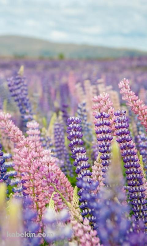 紫のルピナス畑のAndroidの壁紙(480px x 800px) スマホ用