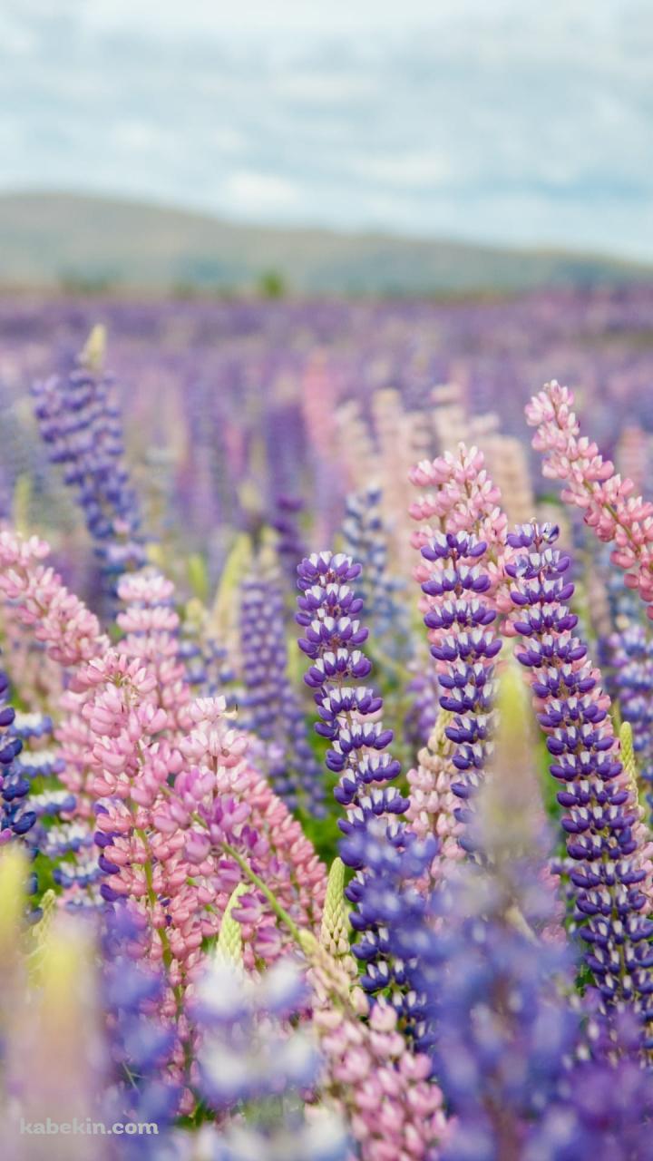 紫のルピナス畑のAndroidの壁紙(720px x 1280px) スマホ用