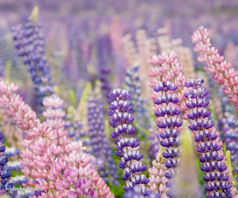 紫のルピナス畑のAndroidの壁紙(960px x 800px) スマホ用