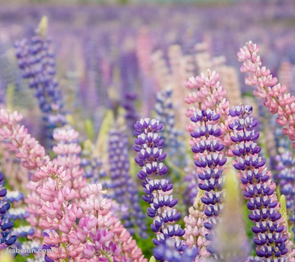 紫のルピナス畑のAndroidの壁紙(960px x 854px) スマホ用