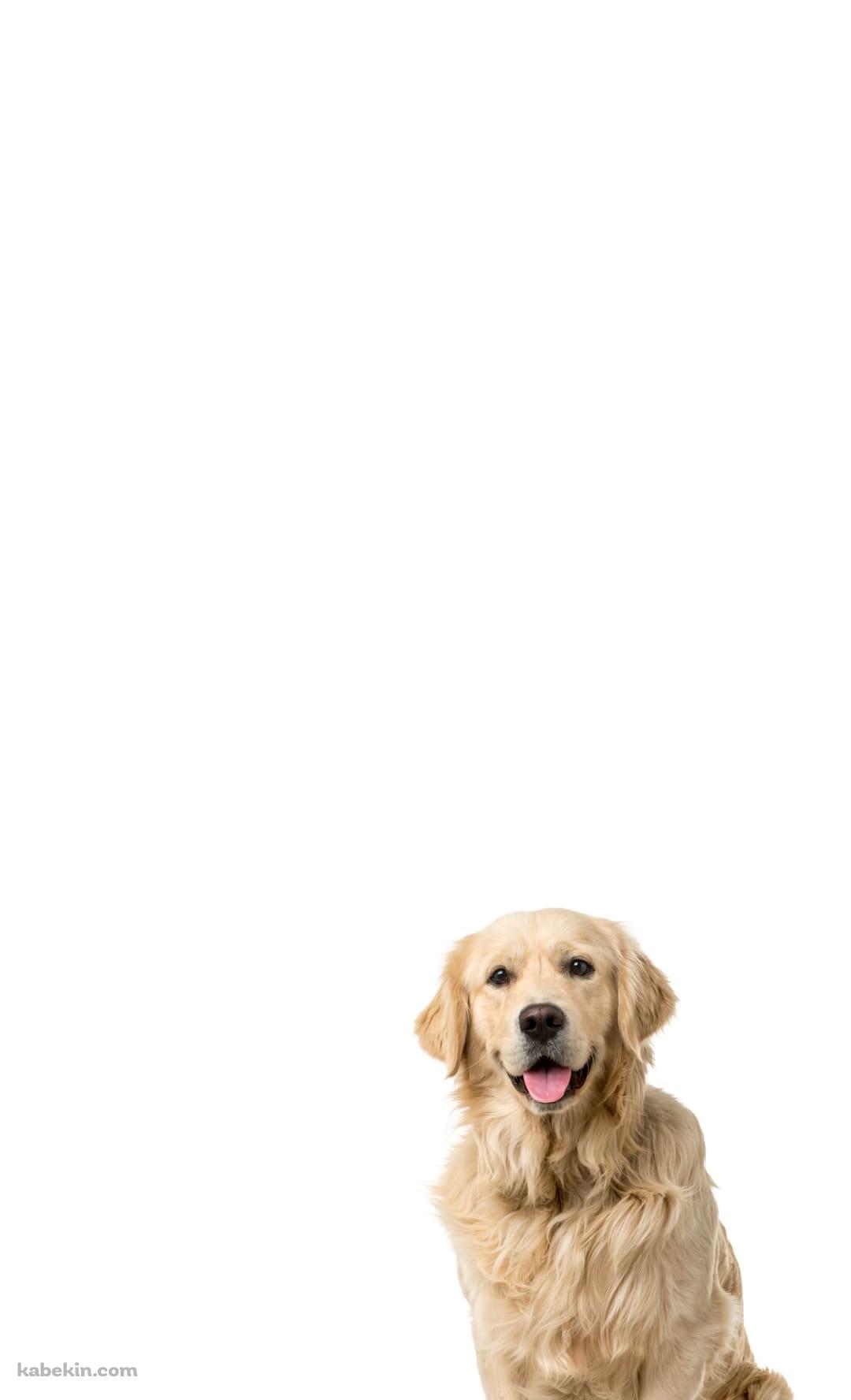 ゴールデン・レトリーバー 犬のAndroidの壁紙(1080px x 1776px) スマホ用