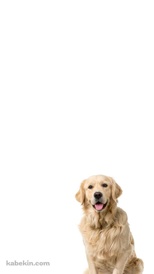 ゴールデン・レトリーバー 犬のAndroidの壁紙(540px x 960px) スマホ用