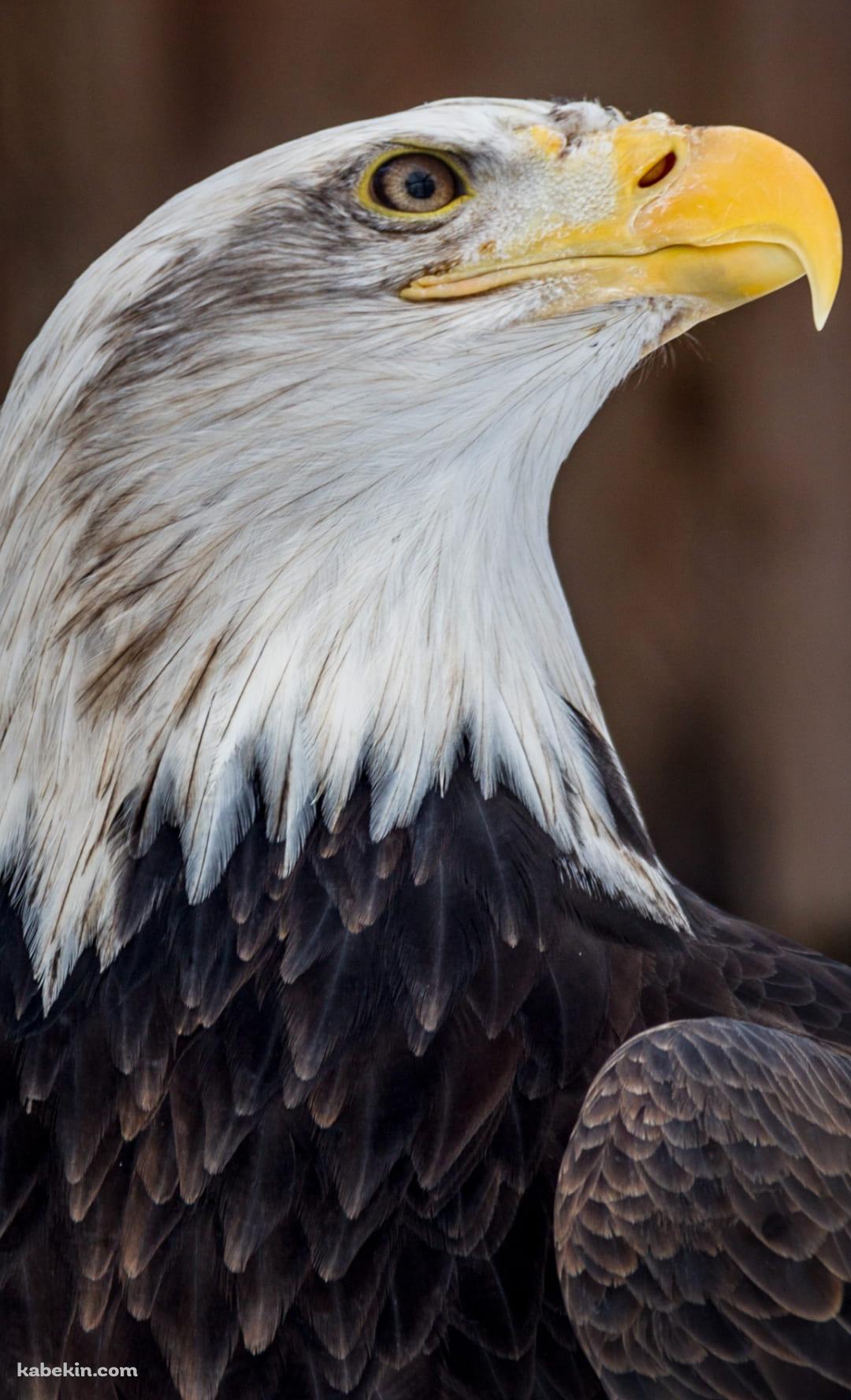 かっこいいハクトウワシのAndroidの壁紙(1080px x 1776px) スマホ用