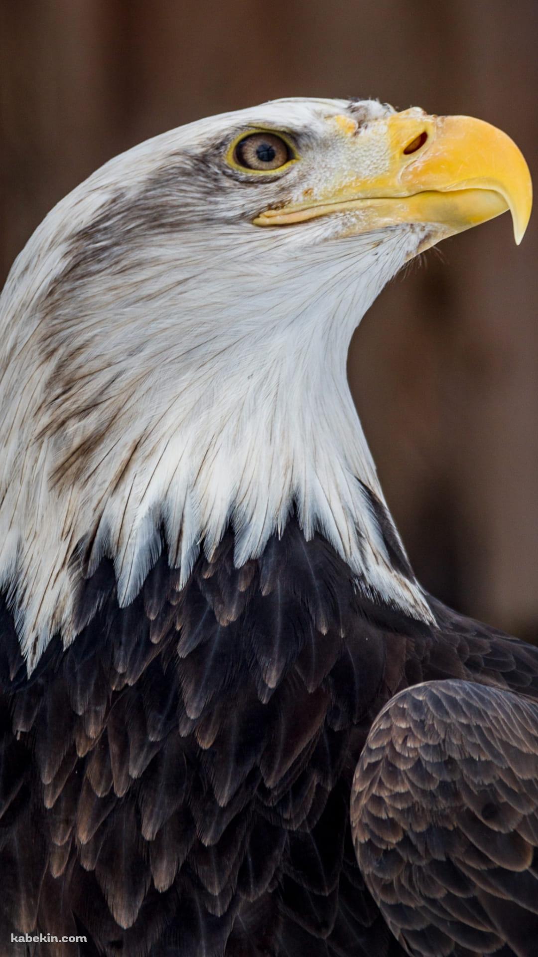 かっこいいハクトウワシのAndroidの壁紙(1080px x 1920px) スマホ用