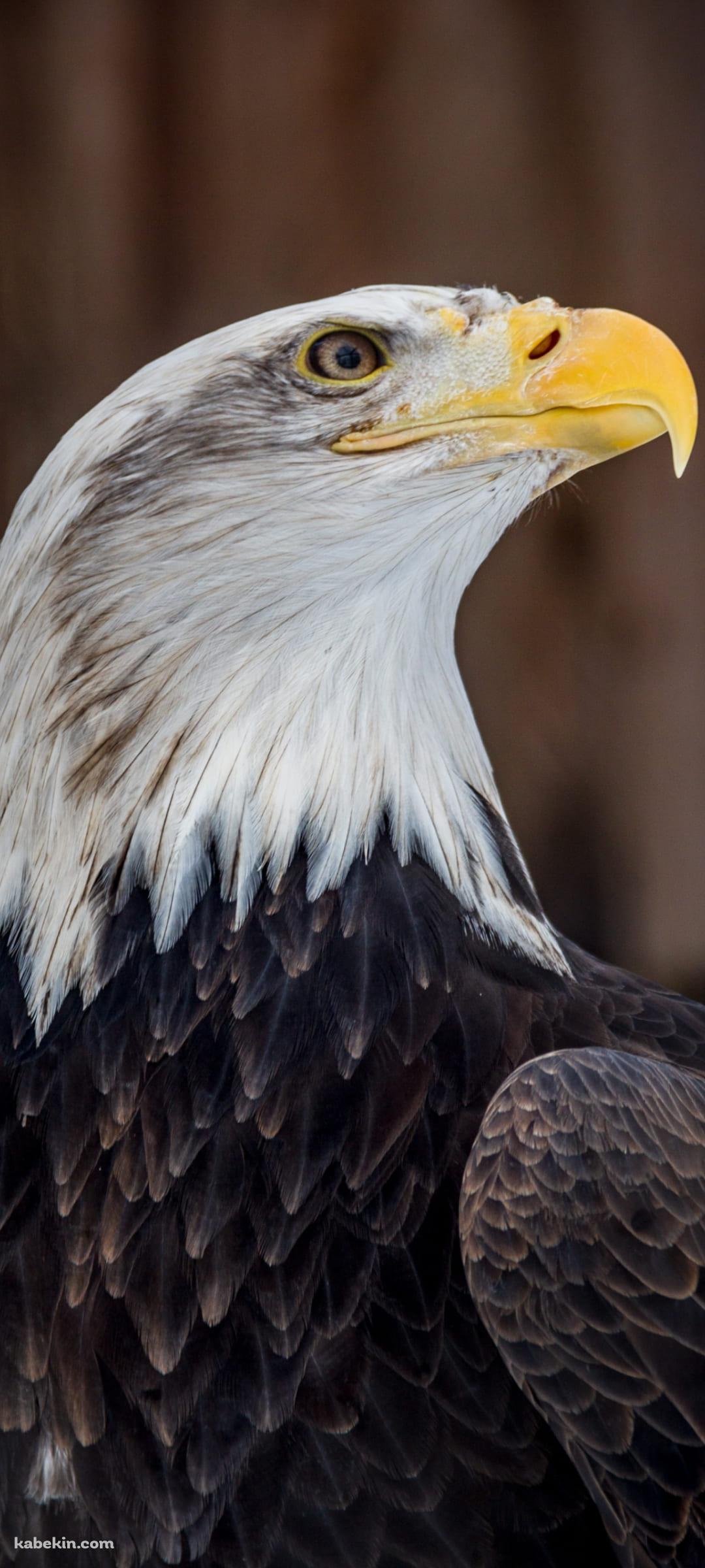 かっこいいハクトウワシのAndroidの壁紙(1080px x 2400px) スマホ用